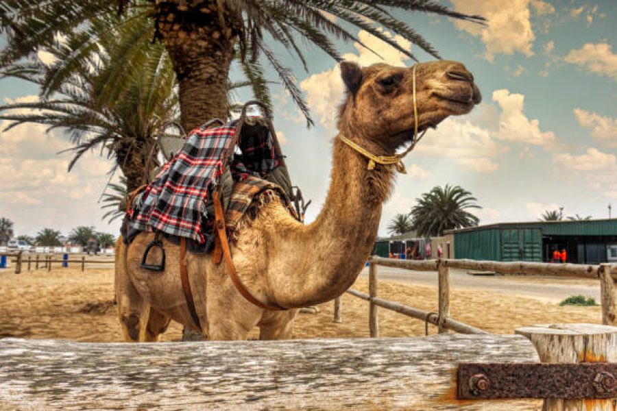 KUMBH SAFARI (CAMEL)